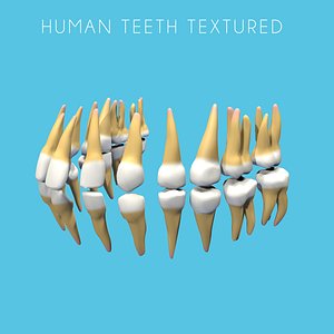3d human teeth model