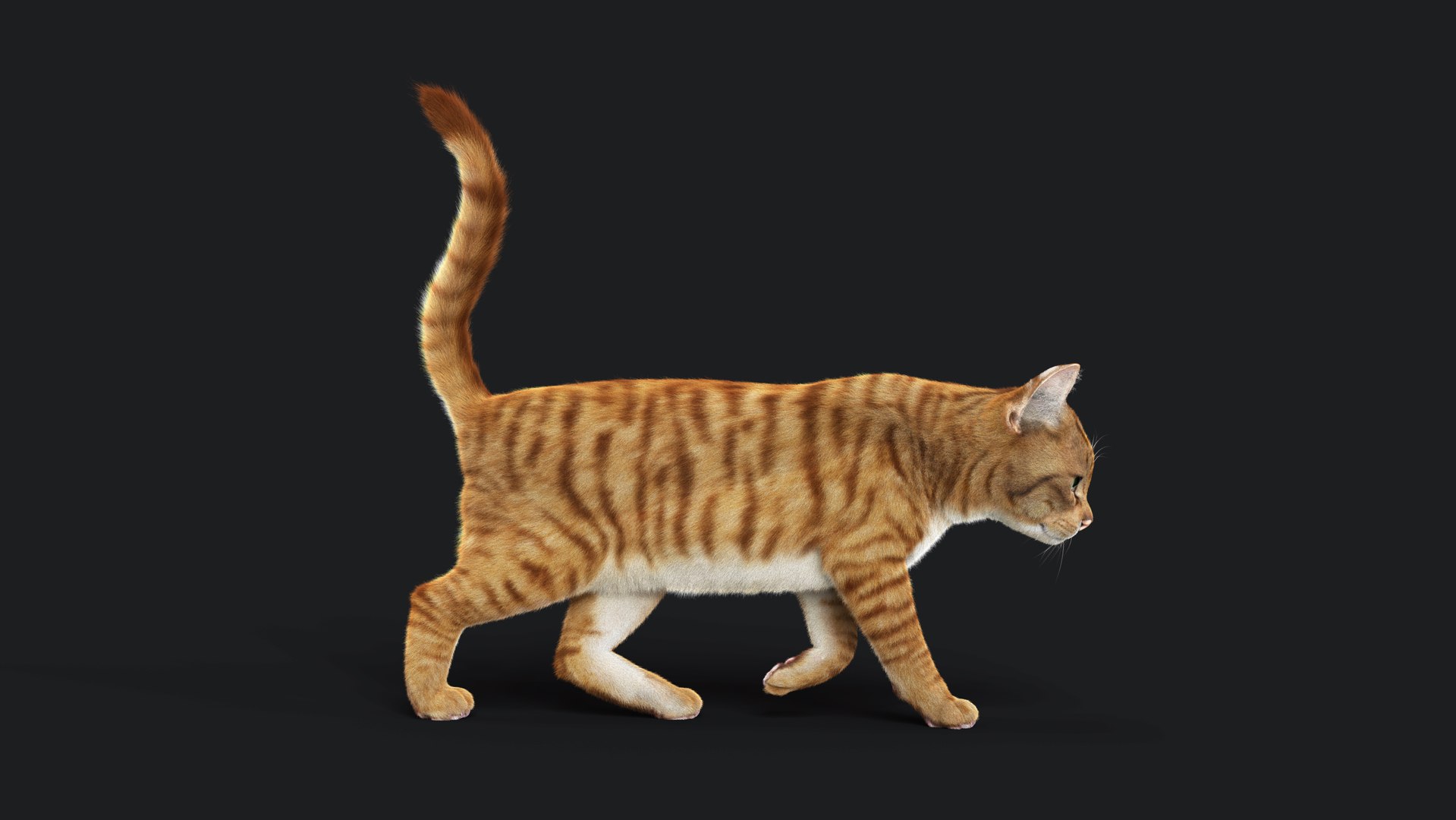 3D Model Cat Orange Tabby ANIMATED - YETI - TurboSquid 2116988