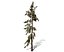 Conifer Tree 005