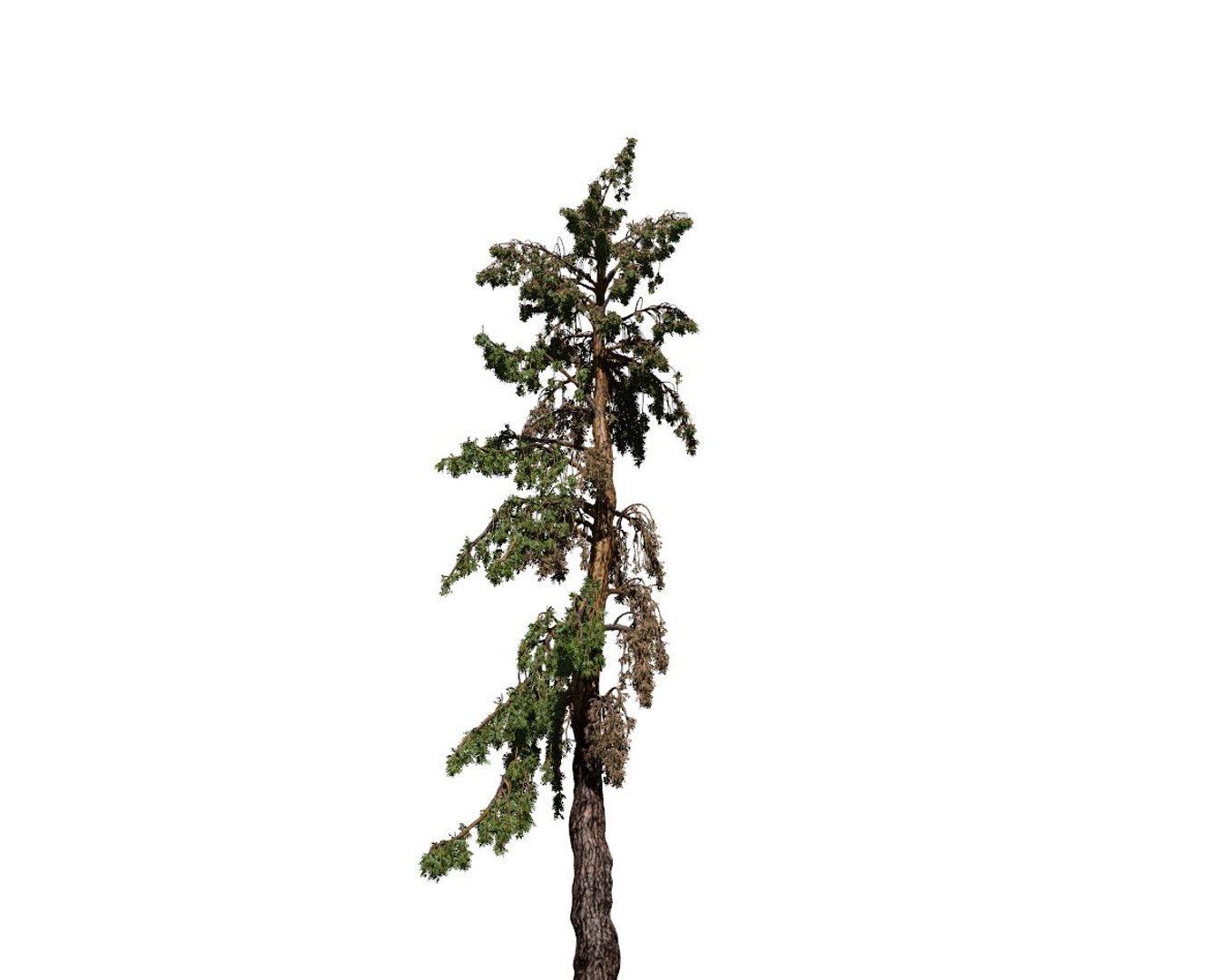 conifer tree 005 model https://p.turbosquid.com/ts-thumb/uD/VgL5Oi/BcQmbDXo/conifer_005_preview_006/jpg/1604604439/1920x1080/fit_q87/fb212ded8c812e6d321eba4313c6a43df962f766/conifer_005_preview_006.jpg