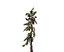 Conifer Tree 005