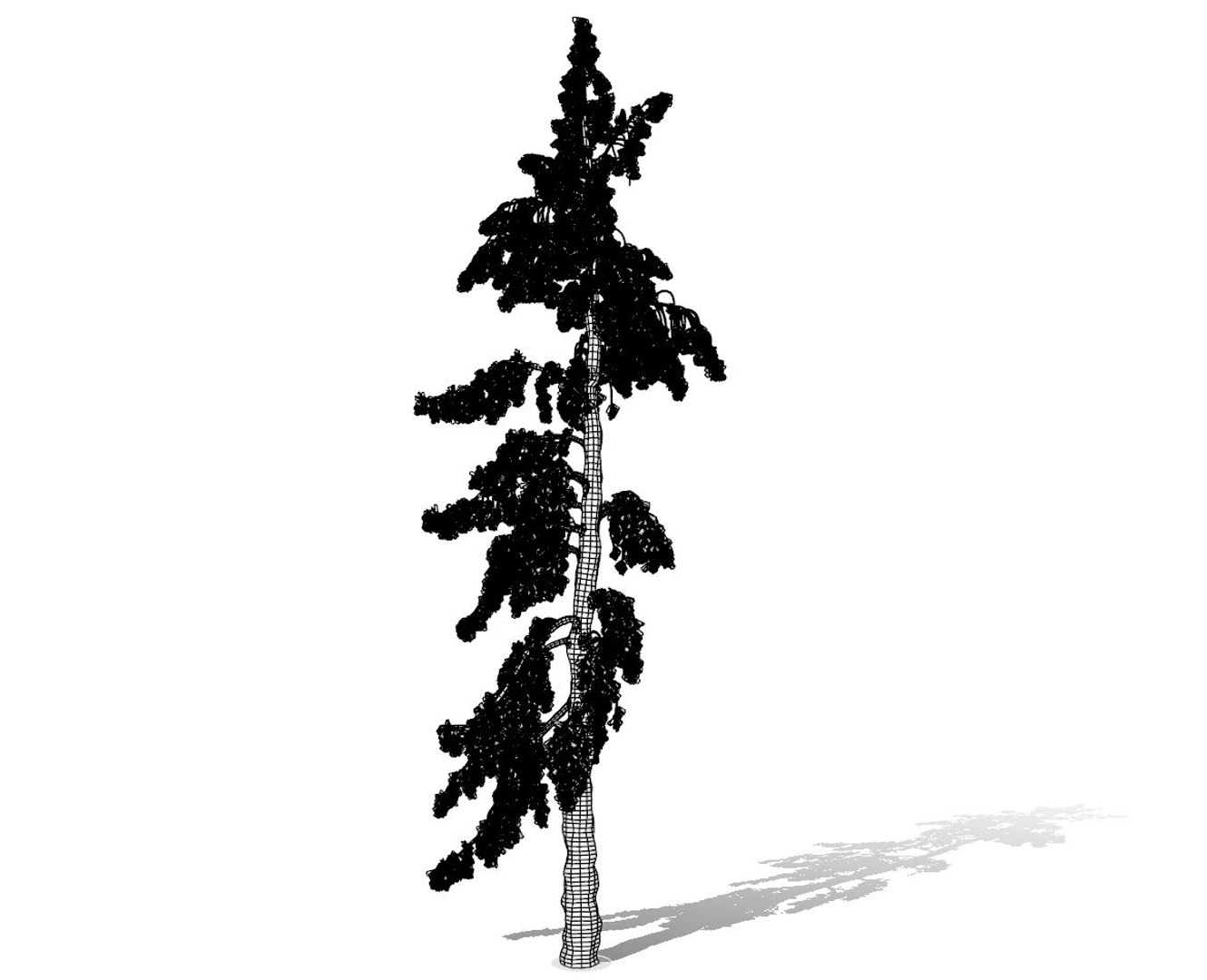conifer tree 005 model https://p.turbosquid.com/ts-thumb/uD/VgL5Oi/IUO8lQqv/conifer_005_preview_011/jpg/1604604440/1920x1080/fit_q87/09d497f6a62b25808c17980d5aac66131d3459c2/conifer_005_preview_011.jpg
