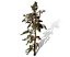 Conifer Tree 005