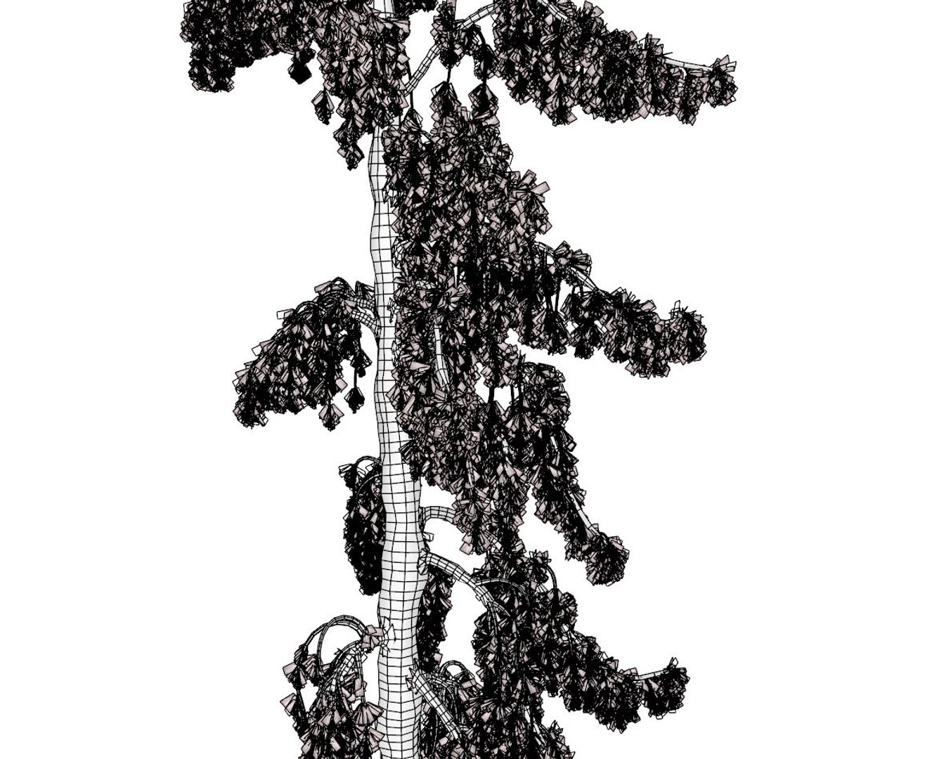 conifer tree 005 model https://p.turbosquid.com/ts-thumb/uD/VgL5Oi/hrNrxjbm/conifer_005_preview_012/jpg/1604604440/1920x1080/fit_q87/9a9972d92e0f5b3ec860886450ba5af5cc84887a/conifer_005_preview_012.jpg