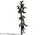 Conifer Tree 005