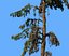 Conifer Tree 005