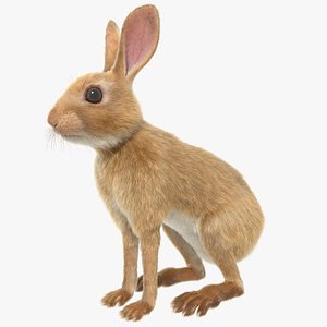 3D model Japanese hare