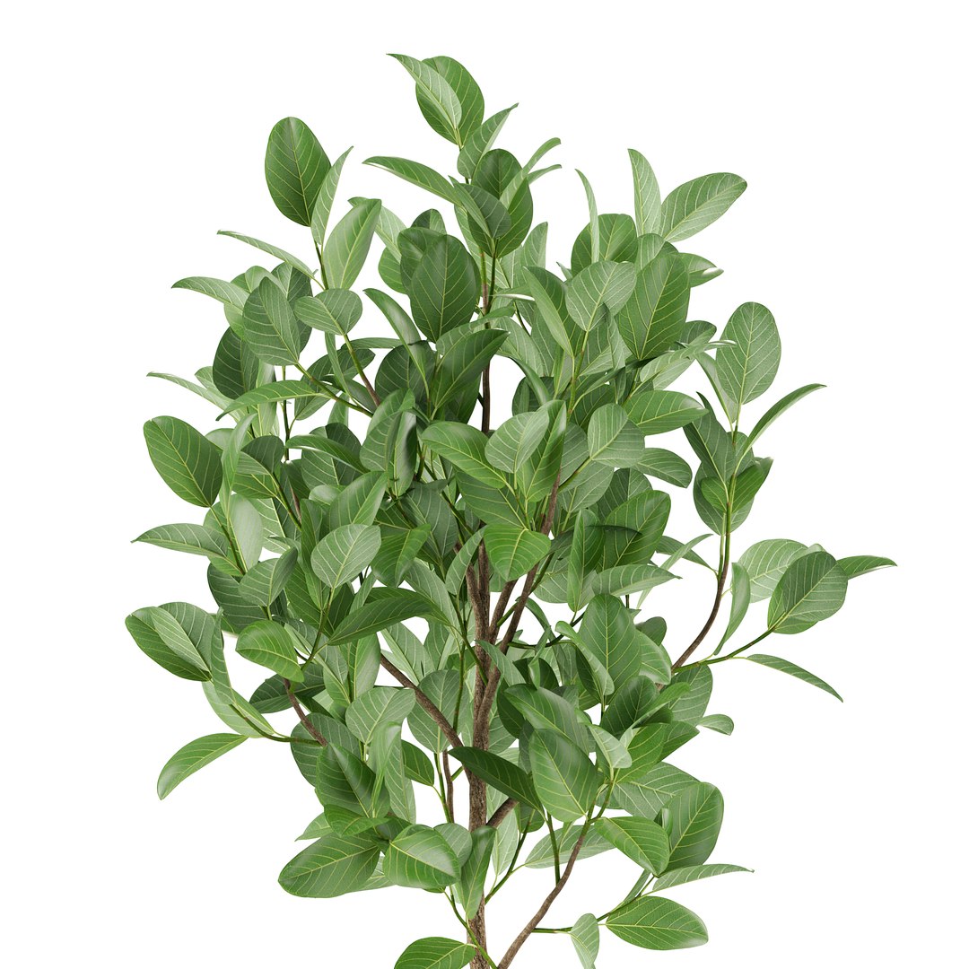 Plants collection 458 3D https://p.turbosquid.com/ts-thumb/uD/j0z4M8/2D/plant_458_032xscale2_00x/jpg/1631108181/1920x1080/fit_q87/b24175dbabe10d60ed69d1fc1e3e17a9b96c5927/plant_458_032xscale2_00x.jpg