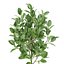 Plants collection 458