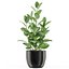 Plants collection 458