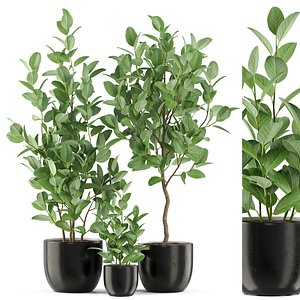 Plants collection 458