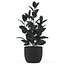 Plants collection 458