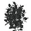 Plants collection 458