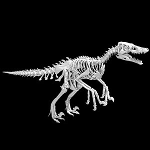 Dromaeosaurus Velociraptor skeleton model