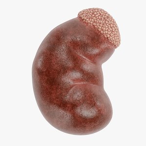 Kidney