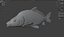 Common Carp fish model