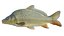 Common Carp fish model