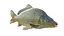 Common Carp fish model