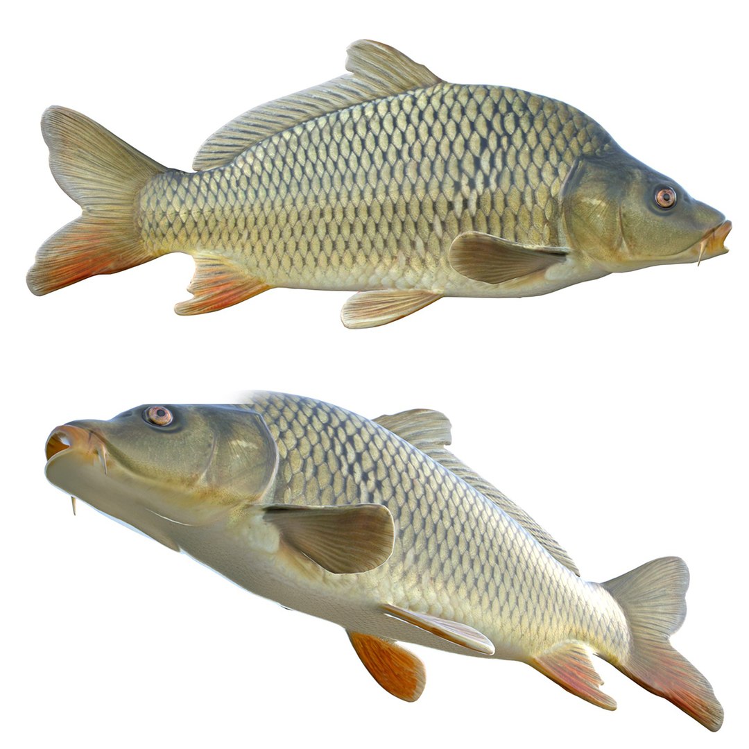 Common Carp fish model https://p.turbosquid.com/ts-thumb/uE/FGodgj/F5/squid/jpg/1767776552/1920x1080/fit_q87/41296b7fc3dc32ac576a7b4e52f98a3d4d720ab4/squid.jpg