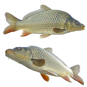 Common Carp fish model