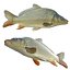 Common Carp fish model