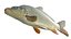 Common Carp fish model