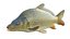 Common Carp fish model