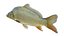 Common Carp fish model