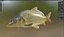 Common Carp fish model
