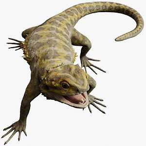 Bearded Dragon Rigged Animated