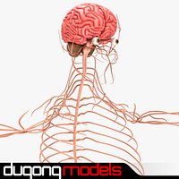 Human Nervous System
