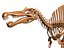 skeletons carnivorous dinosaurs allosaurus 3D model