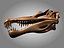 skeletons carnivorous dinosaurs allosaurus 3D model