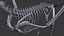 skeletons carnivorous dinosaurs allosaurus 3D model