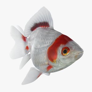 fantail goldfish animation 3D