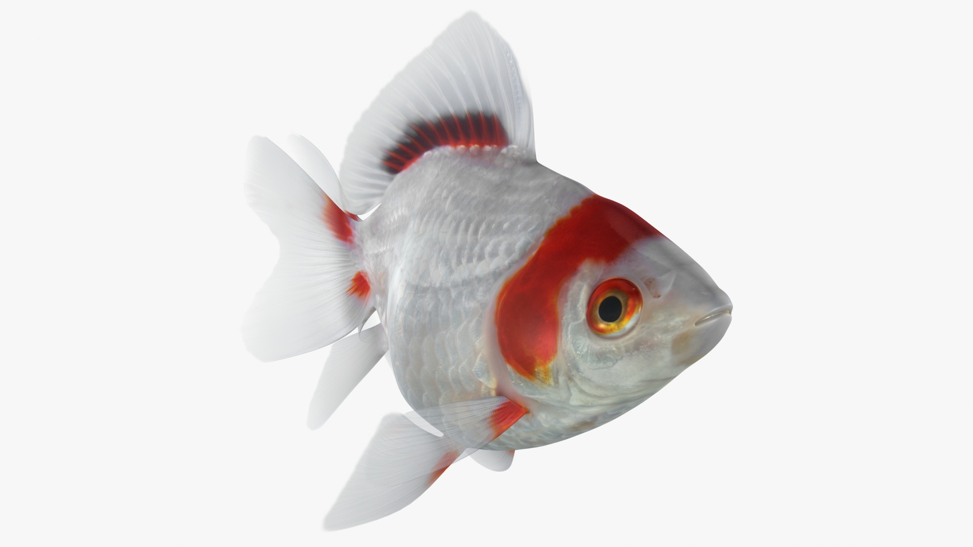 Fantail Goldfish Animation 3D - TurboSquid 1505085
