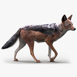 Black Backed Jackal FUR Animated 3D model