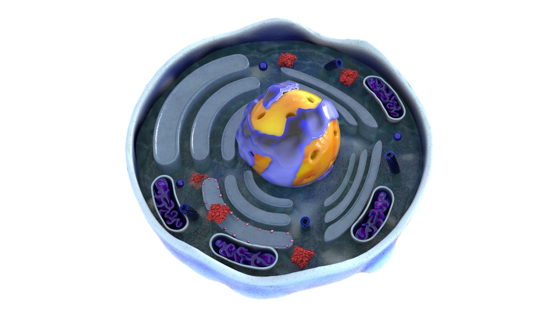 Human Cell 3D - TurboSquid 2078403