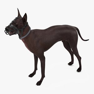 Xoloitzcuintli in a Baskerville Muzzle