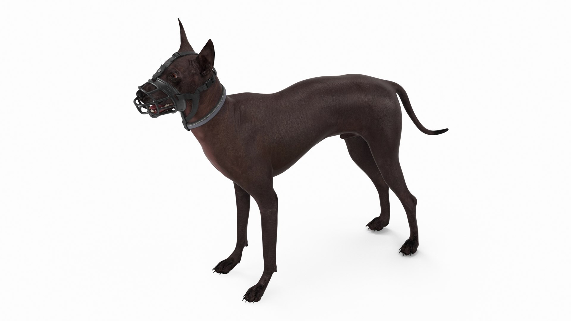 Xoloitzcuintli in a Baskerville Muzzle 3D model preview