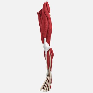 human male leg 3D model