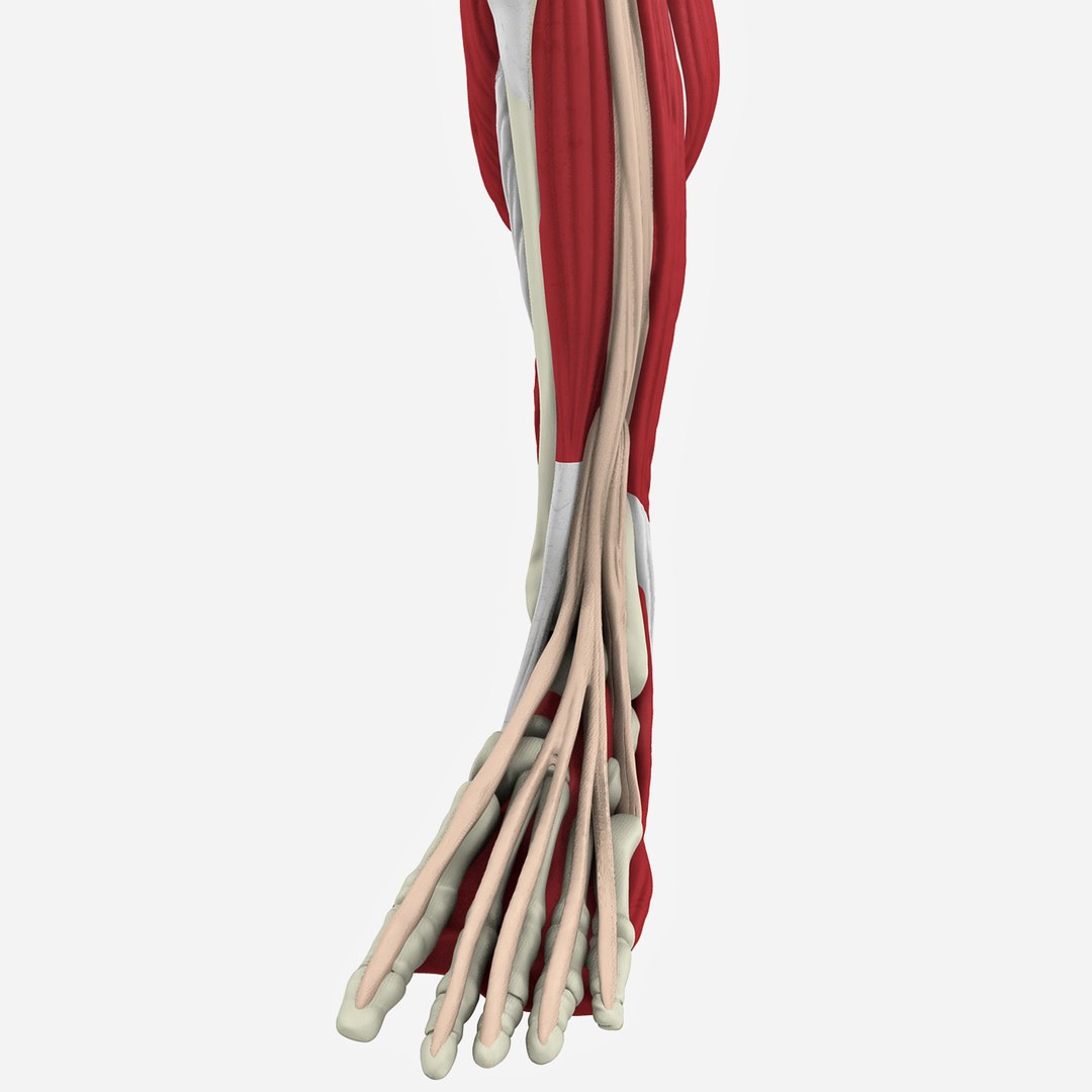 Human Male Leg 3D Model - TurboSquid 1200378