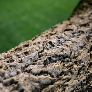 3D photoscanned Bark Asset