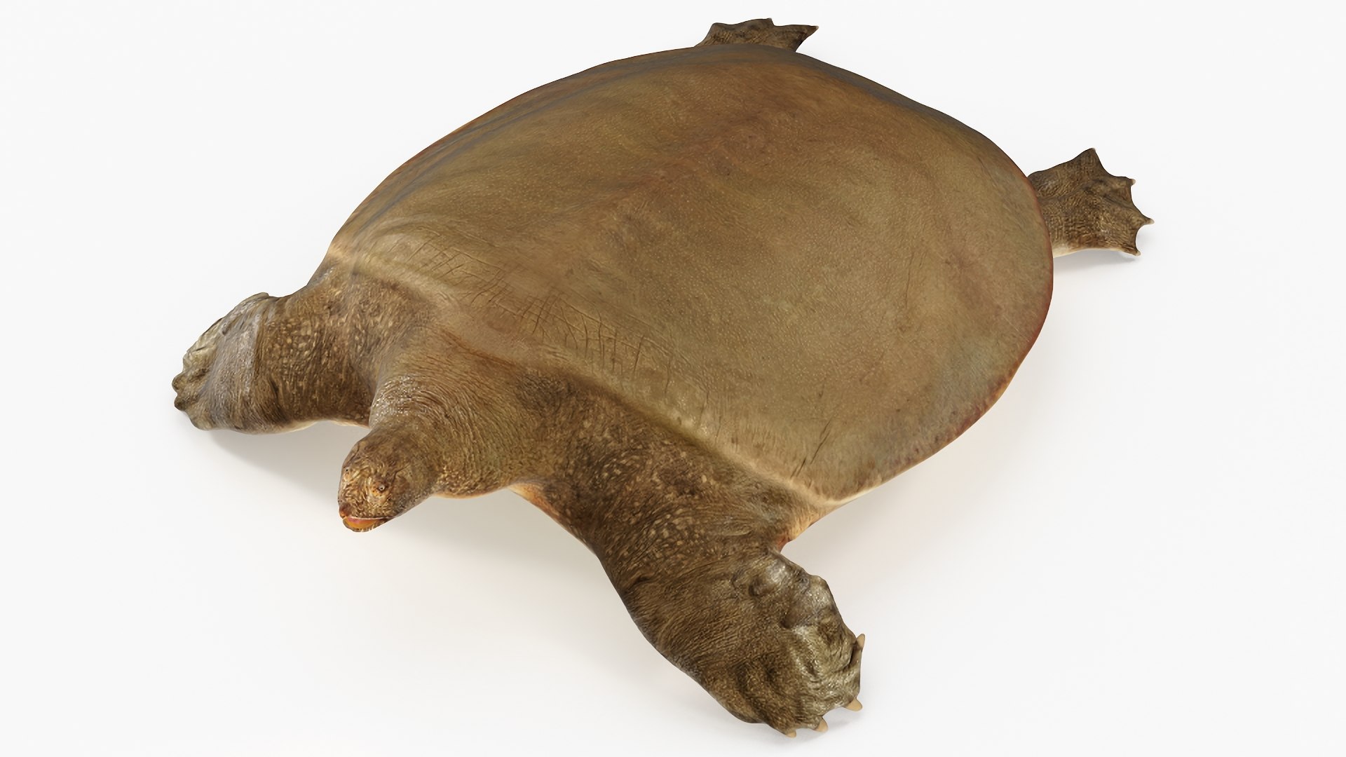 Pelochelys Cantorii 3D model https://p.turbosquid.com/ts-thumb/uF/Kvm6jn/Fg/pelochelyscantorii3dsmodel001/jpg/1727860675/1920x1080/fit_q87/4267577861dc6cf45172426bc2600d738ae5d3ac/pelochelyscantorii3dsmodel001.jpg