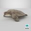Pelochelys Cantorii 3D model