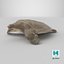 Pelochelys Cantorii 3D model