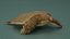 Pelochelys Cantorii 3D model