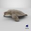 Pelochelys Cantorii 3D model