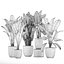 Plantes décoratives pour l'intérieur en pots de fleurs 614