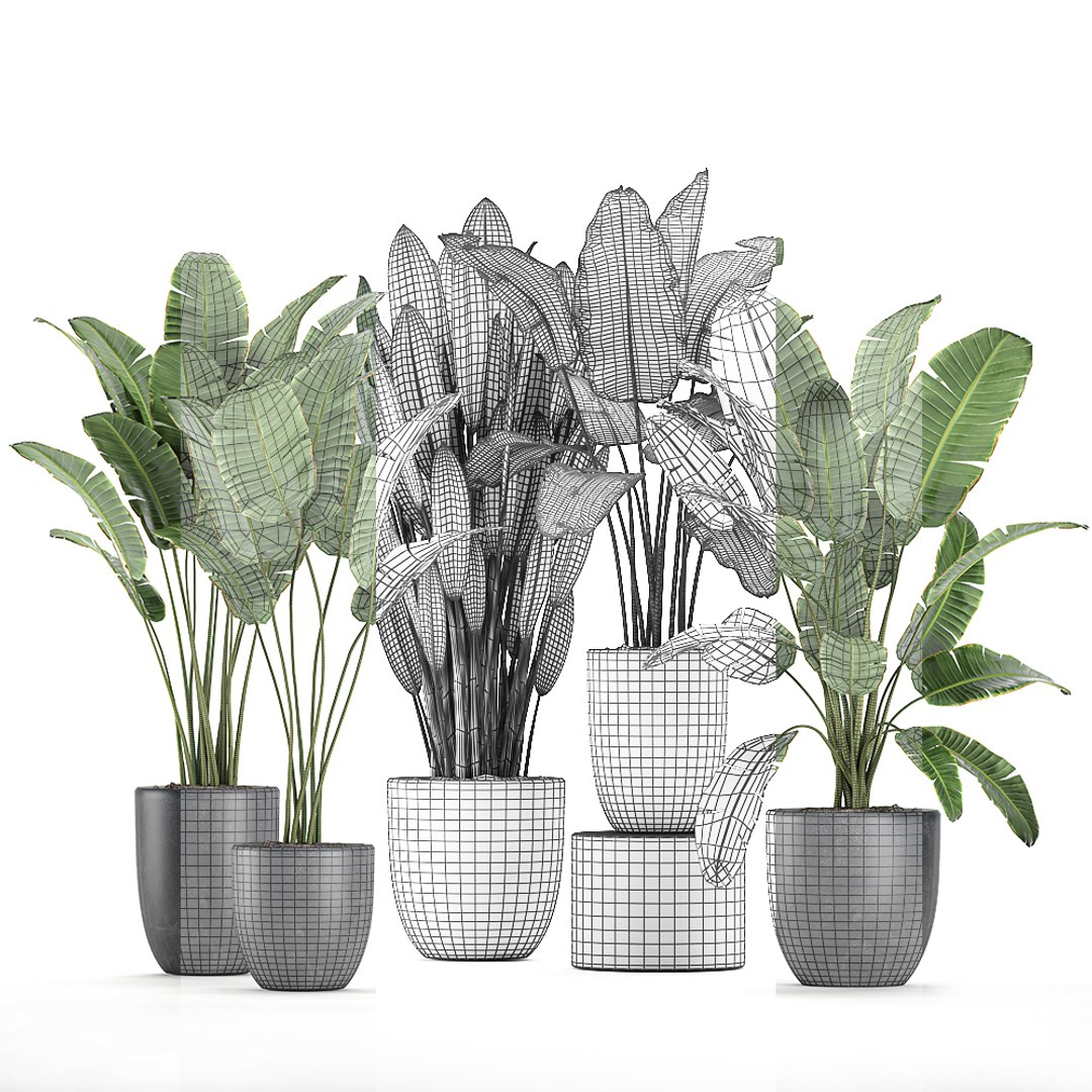 Decorative Plants Interior Flowerpots 3D - TurboSquid 1584462